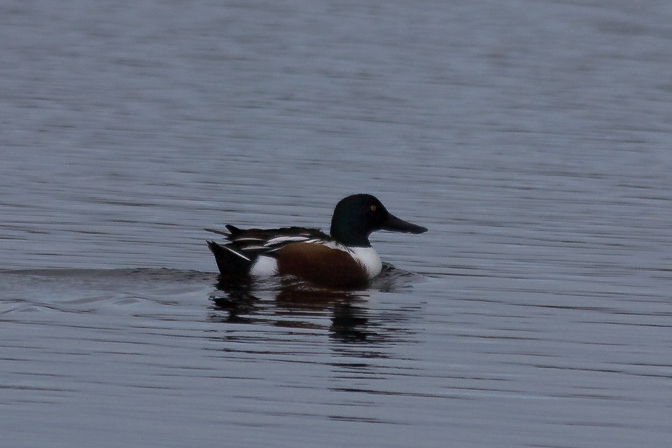 Northern Shoveler (Anas clypeata)